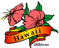 Hawaii's Hibiscus